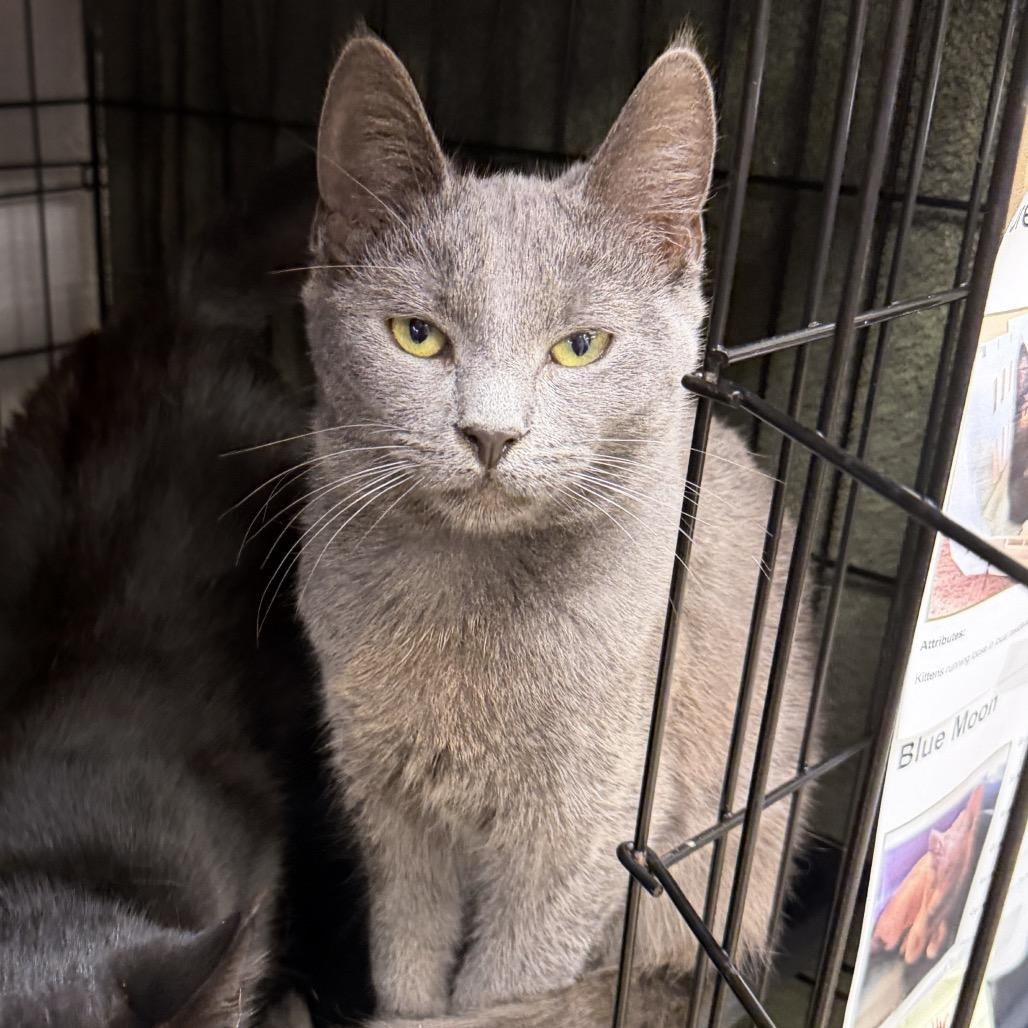 Enlarge Blue Moon, a Adoptable Domestic Short Hair in Middleburg Heights , OH image 4/4