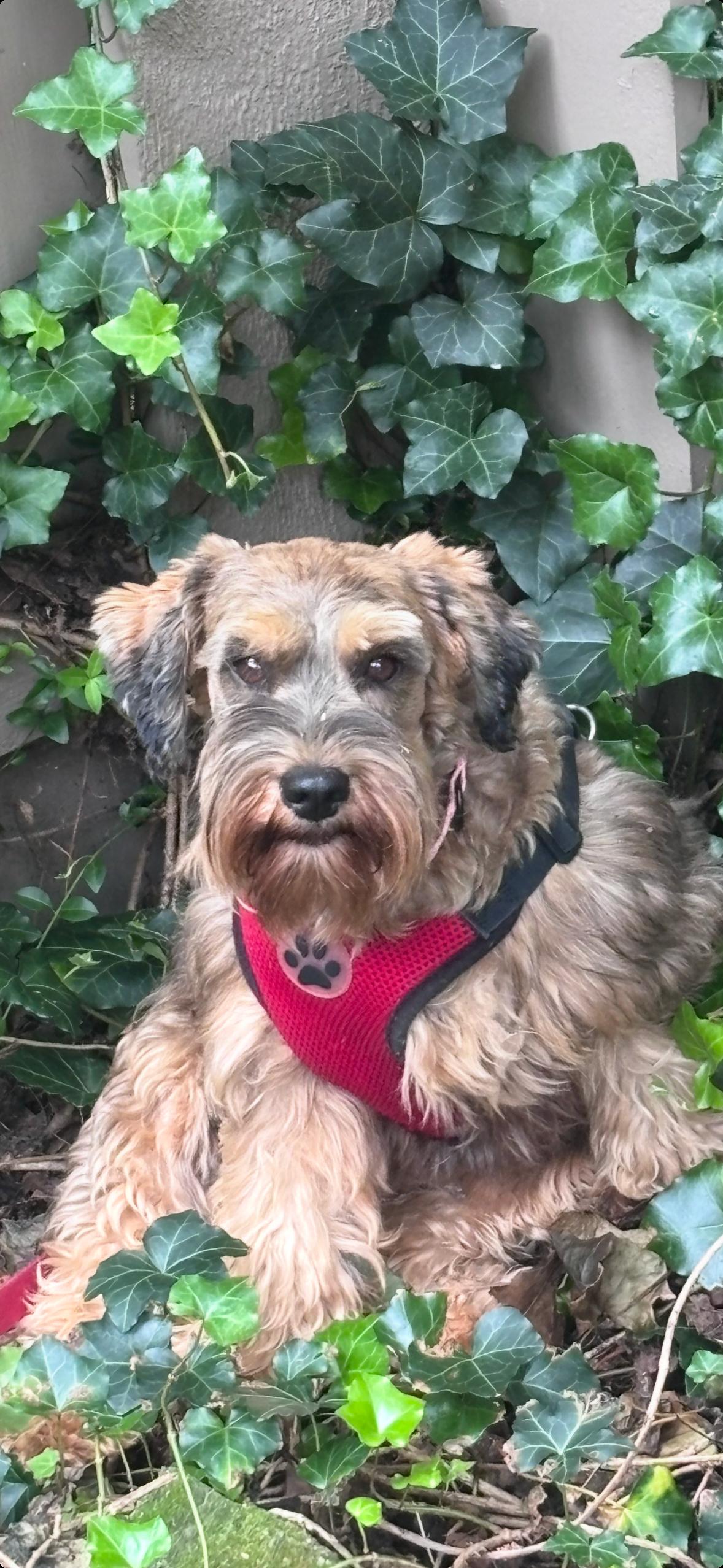 Enlarge Hazel, a Adoptable Miniature Schnauzer in Zanesville, OH image 1/3
