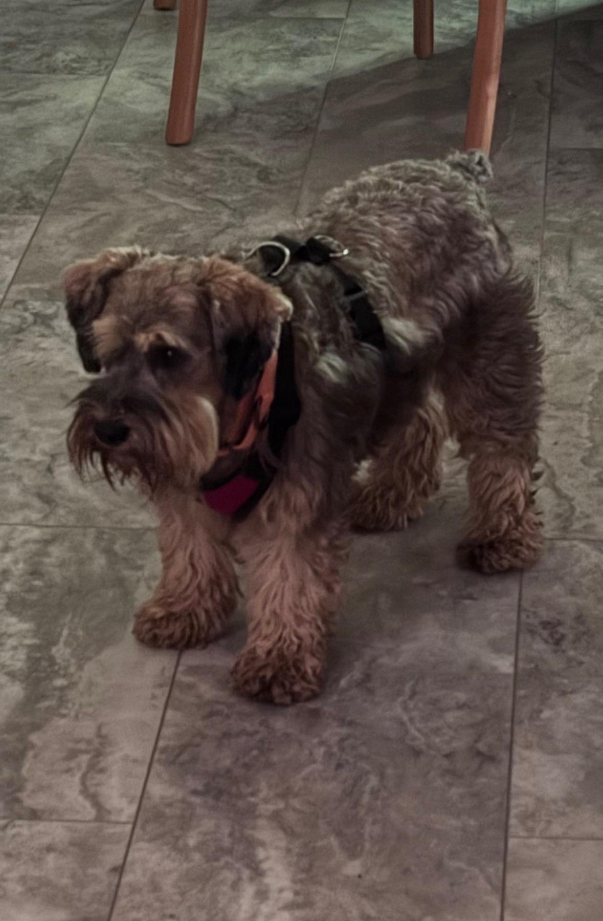 Enlarge Hazel, a Adoptable Miniature Schnauzer in Zanesville, OH image 3/3