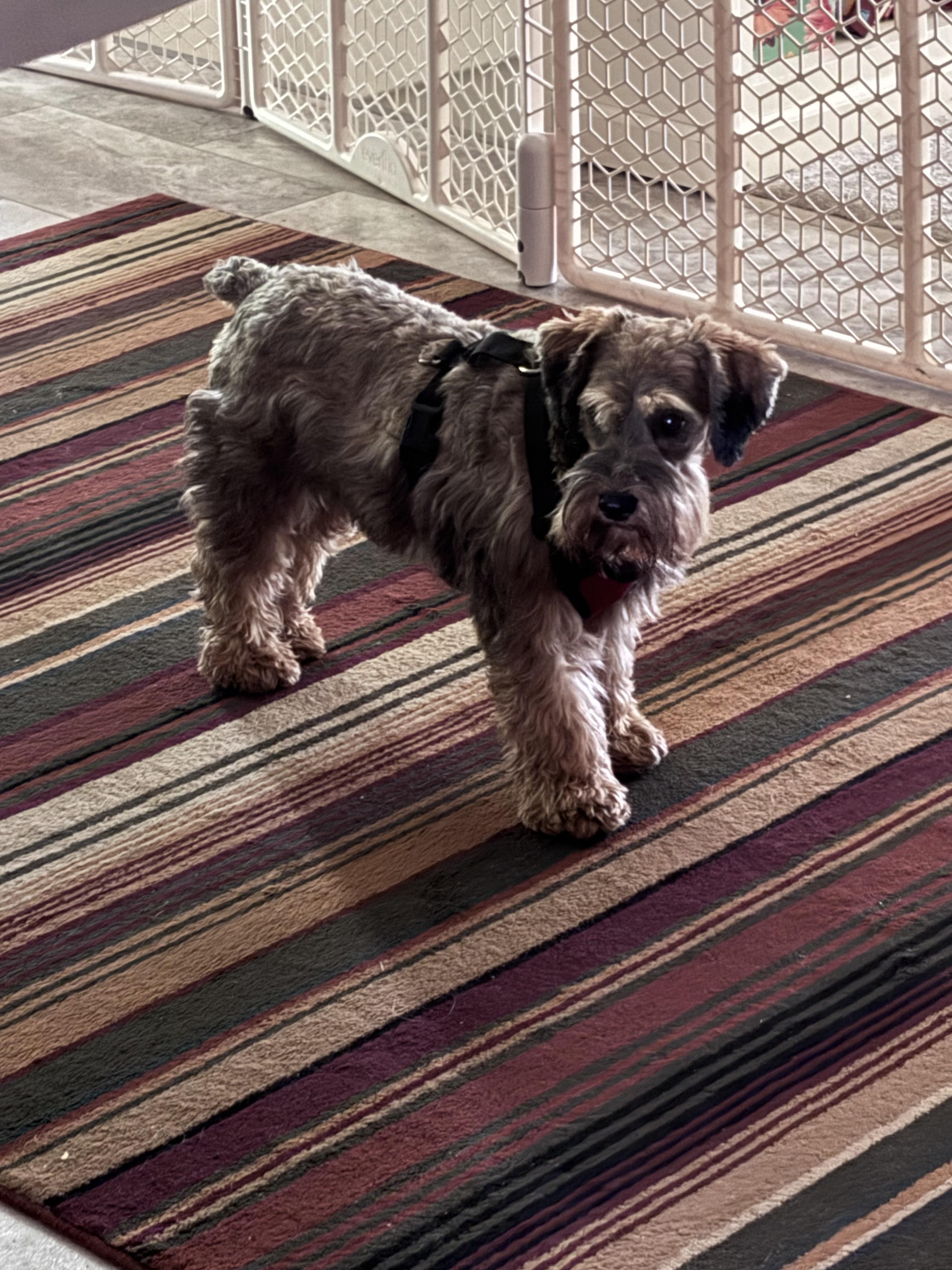 Enlarge Hazel, a Adoptable Miniature Schnauzer in Zanesville, OH image 2/3