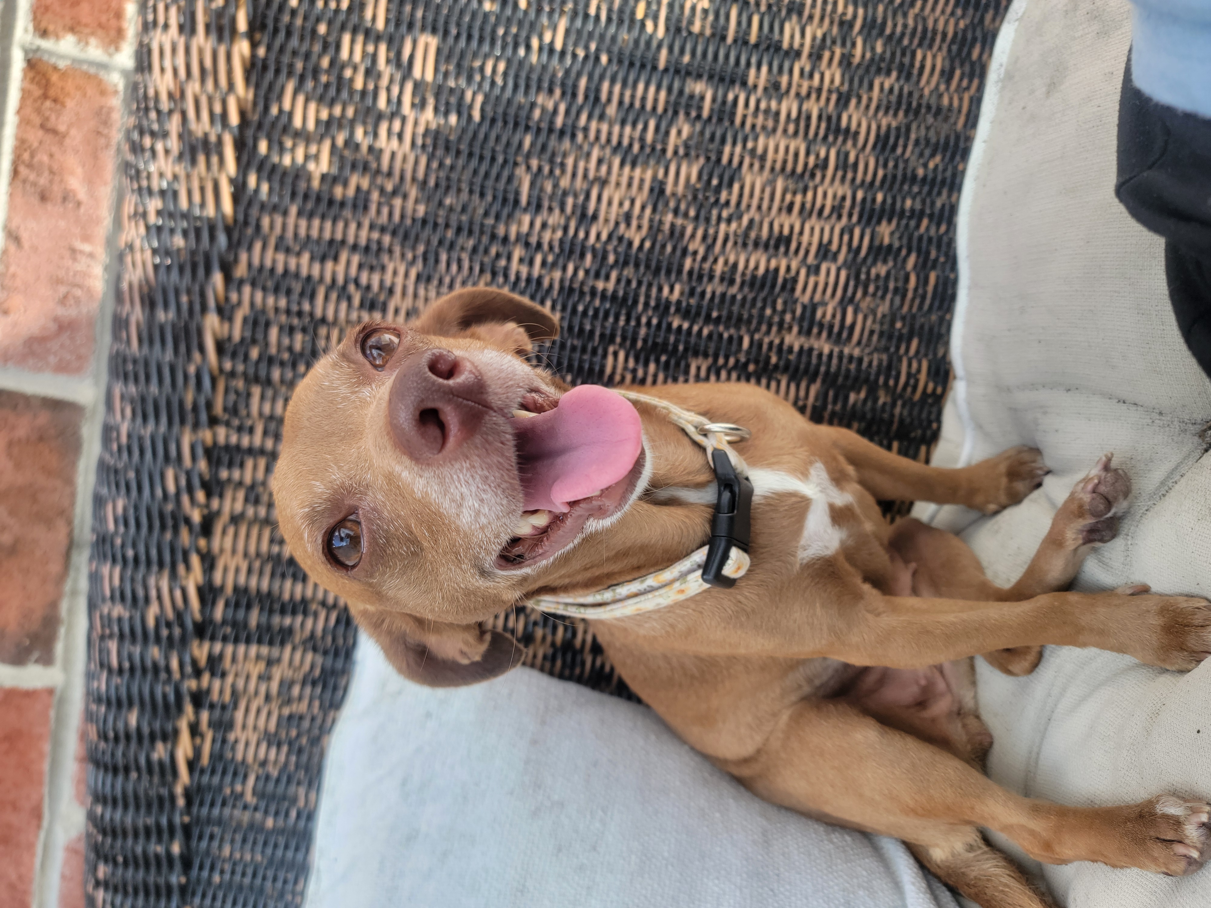 Enlarge Bebe, a Adopted Mixed Breed in Odessa, FL image 4/6