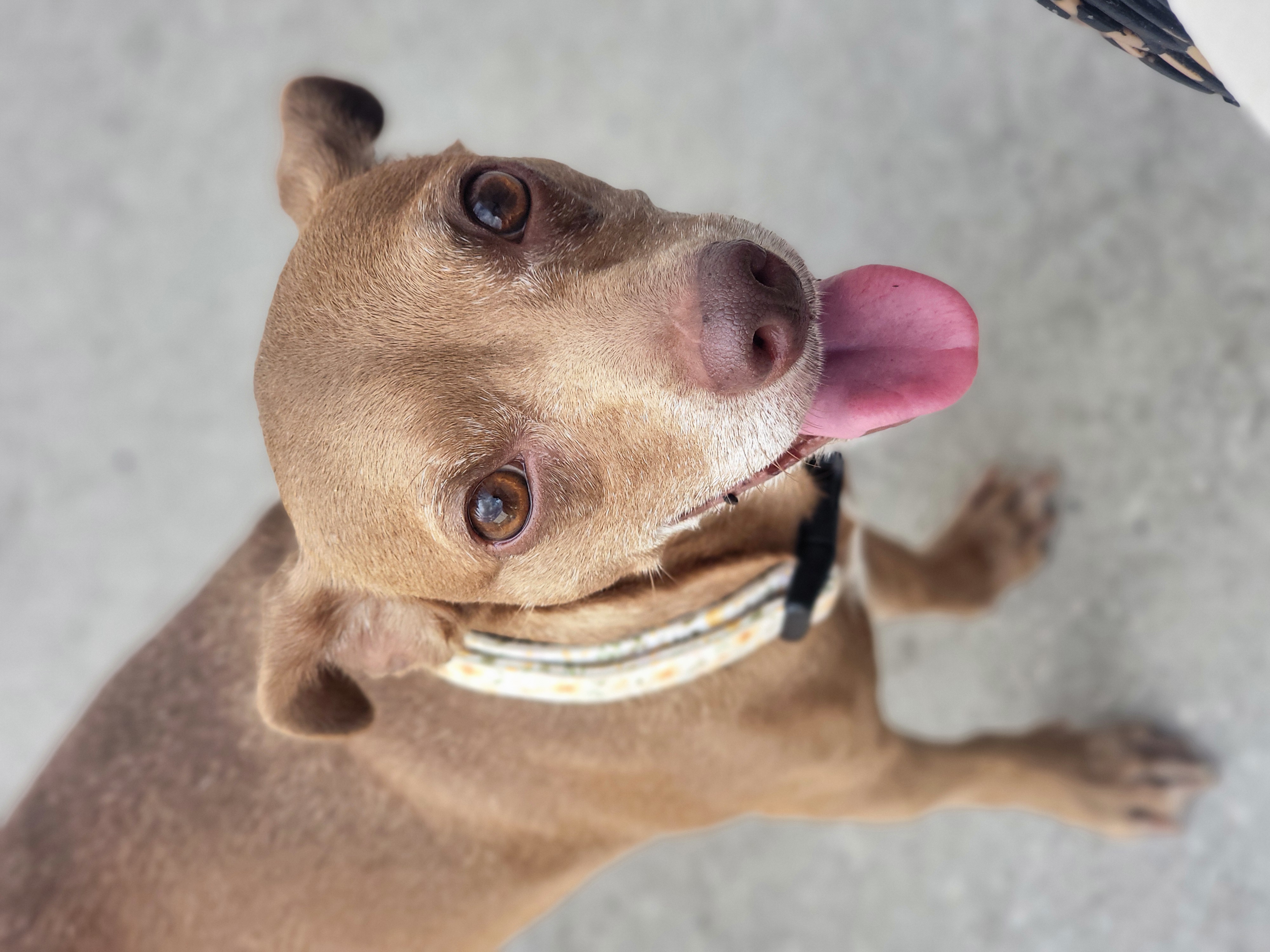Enlarge Bebe, a Adopted Mixed Breed in Odessa, FL image 6/6