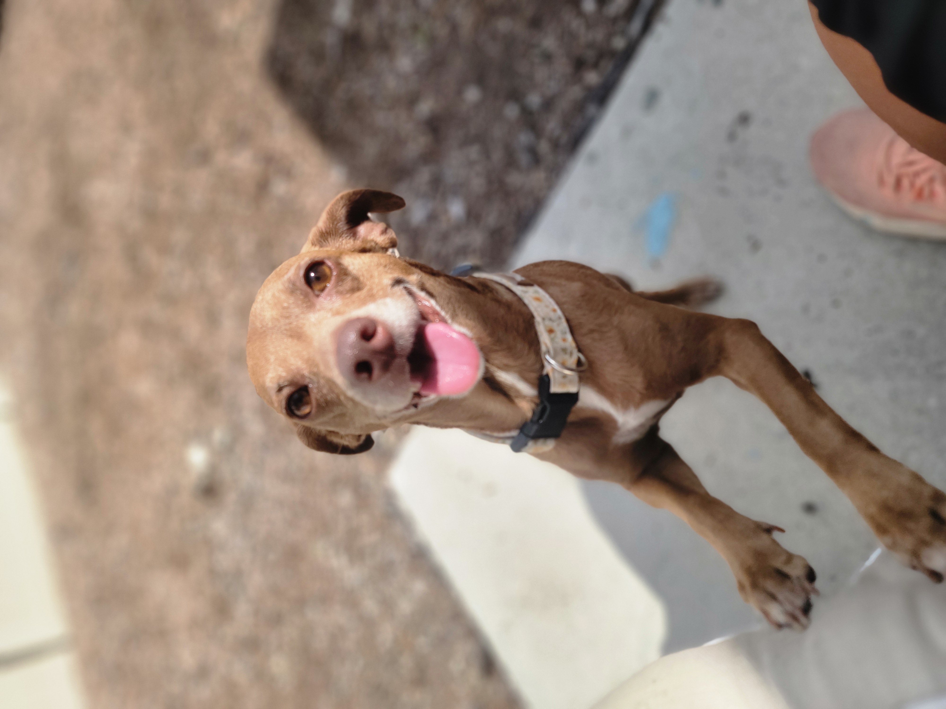 Enlarge Bebe, a Adopted Mixed Breed in Odessa, FL image 3/6