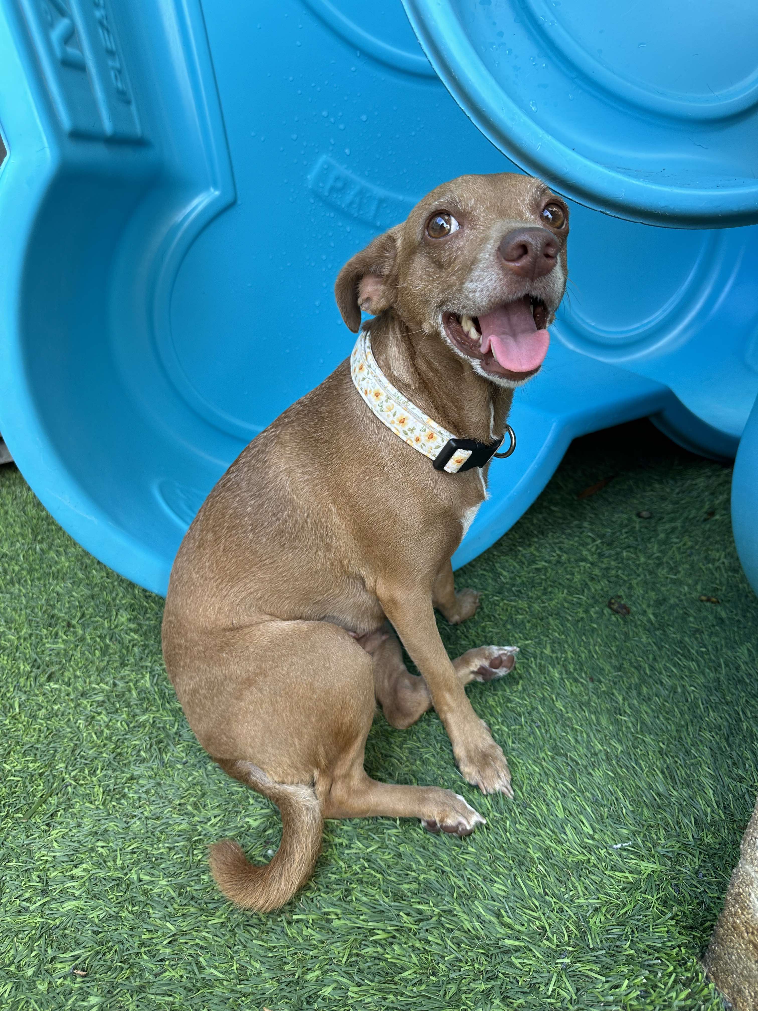 Enlarge Bebe, a Adopted Mixed Breed in Odessa, FL image 5/6