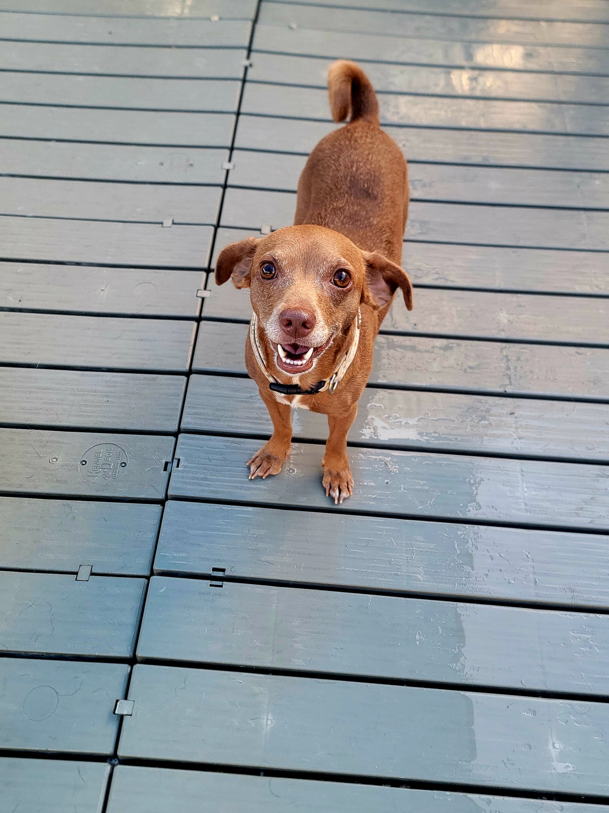 Enlarge Bebe, a Adopted Mixed Breed in Odessa, FL image 1/6