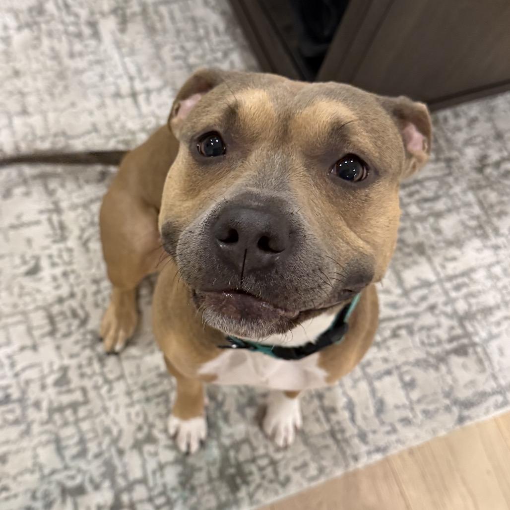 Enlarge Brandy, a Adoptable Pit Bull Terrier in Rockville, MD image 1/6