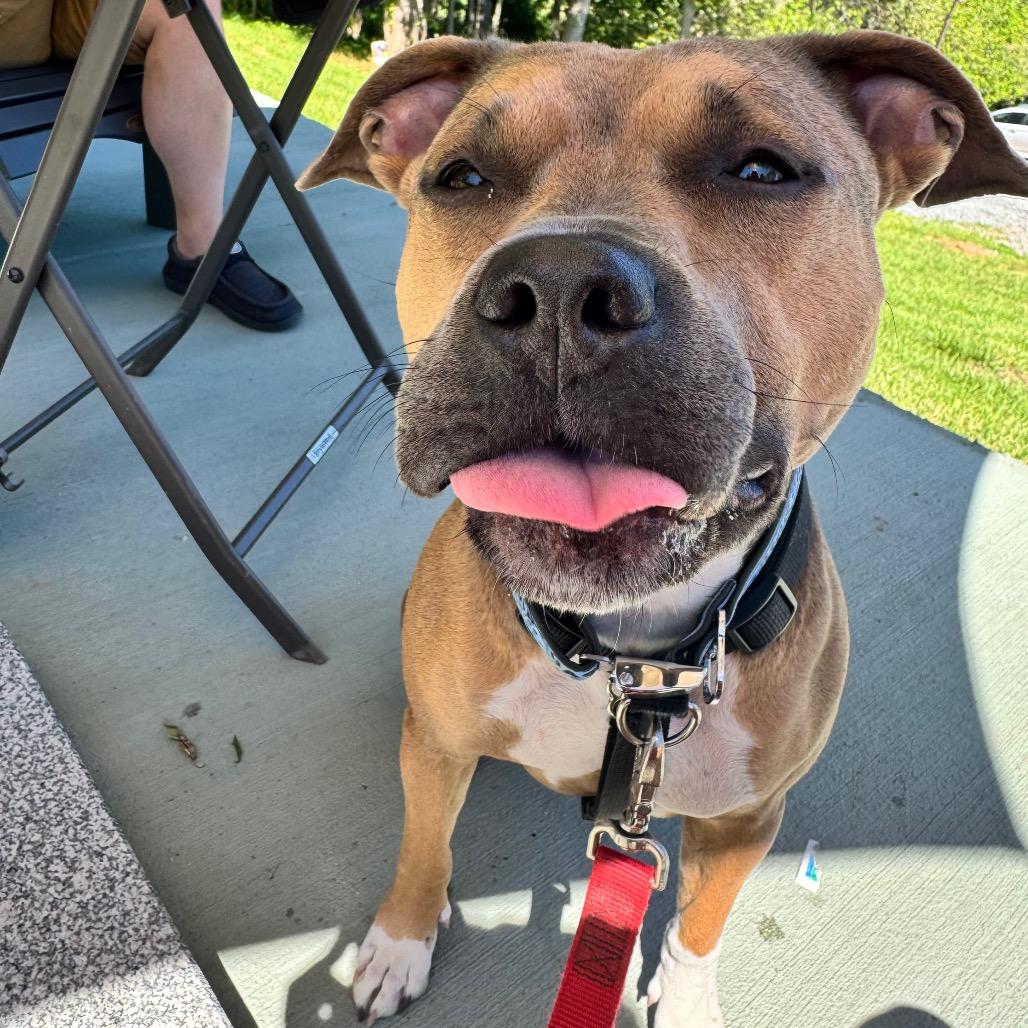 Brandy, a Adoptable Pit Bull Terrier in Rockville, MD image 1/6