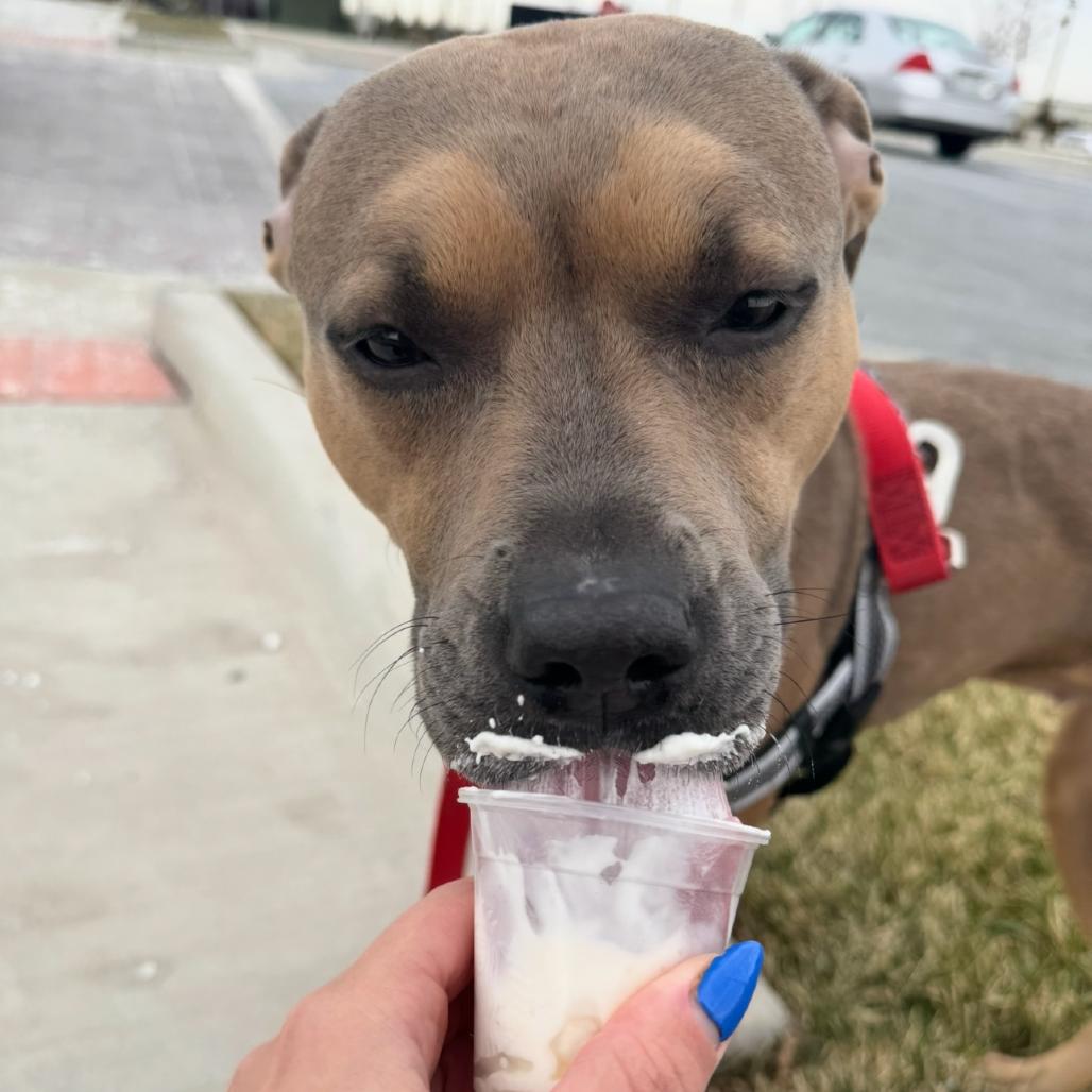 Brandy, a Adoptable Pit Bull Terrier in Rockville, MD image 2/5