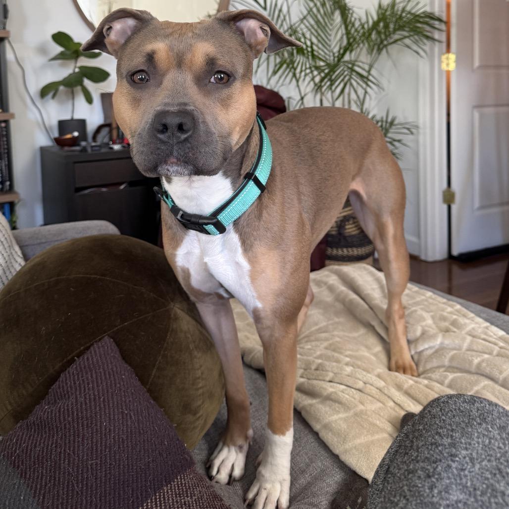 Enlarge Brandy, a Adoptable Pit Bull Terrier in Rockville, MD image 1/6