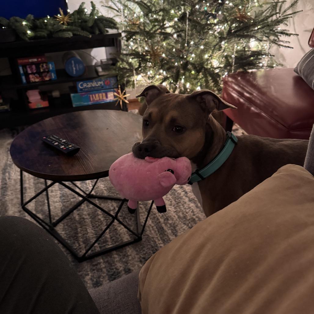 Enlarge Brandy, a Adoptable Pit Bull Terrier in Rockville, MD image 4/6