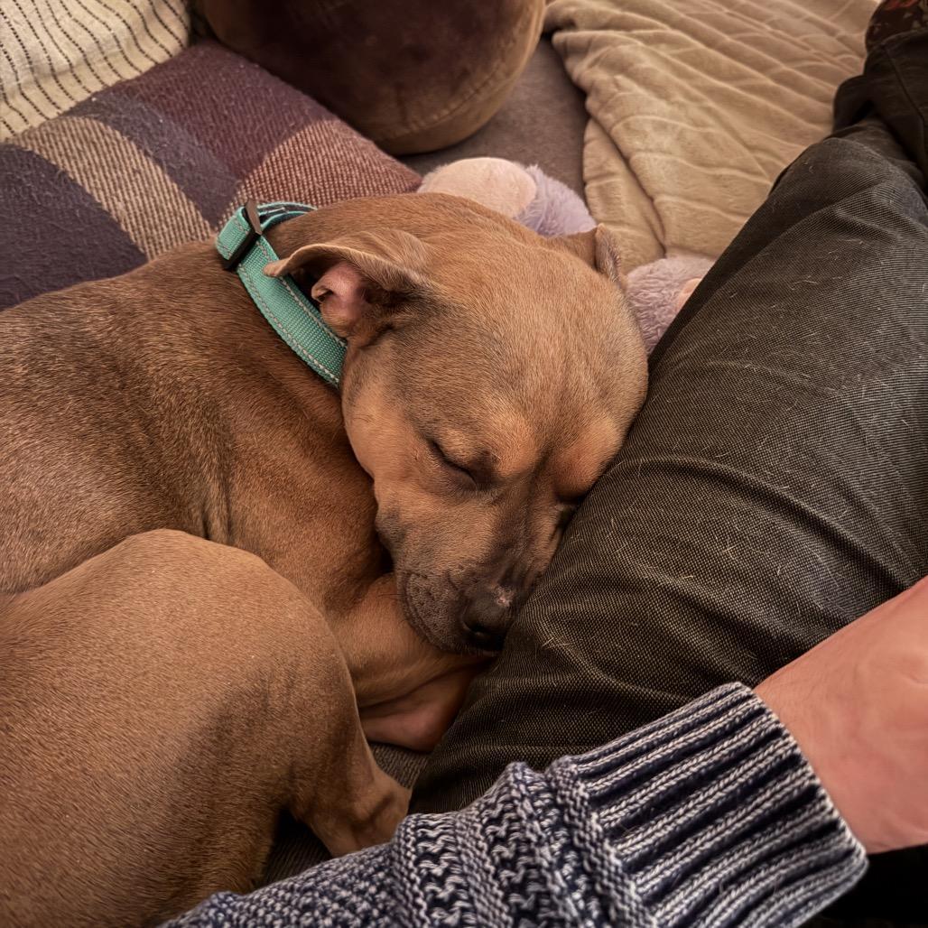 Enlarge Brandy, a Adoptable Pit Bull Terrier in Rockville, MD image 5/6