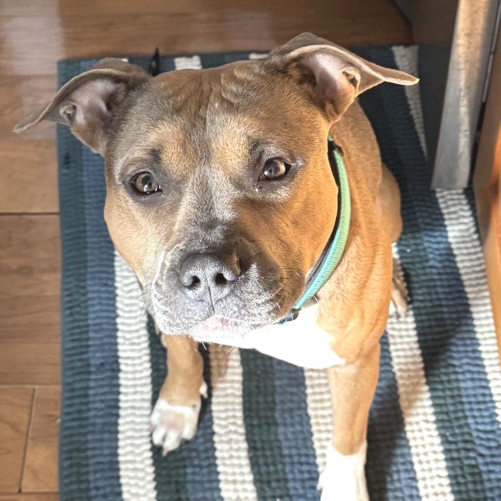 Enlarge Brandy, a Adoptable Pit Bull Terrier in Rockville, MD image 6/6