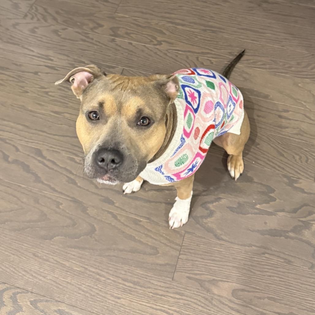 Brandy, a Adoptable Pit Bull Terrier in Rockville, MD image 4/5