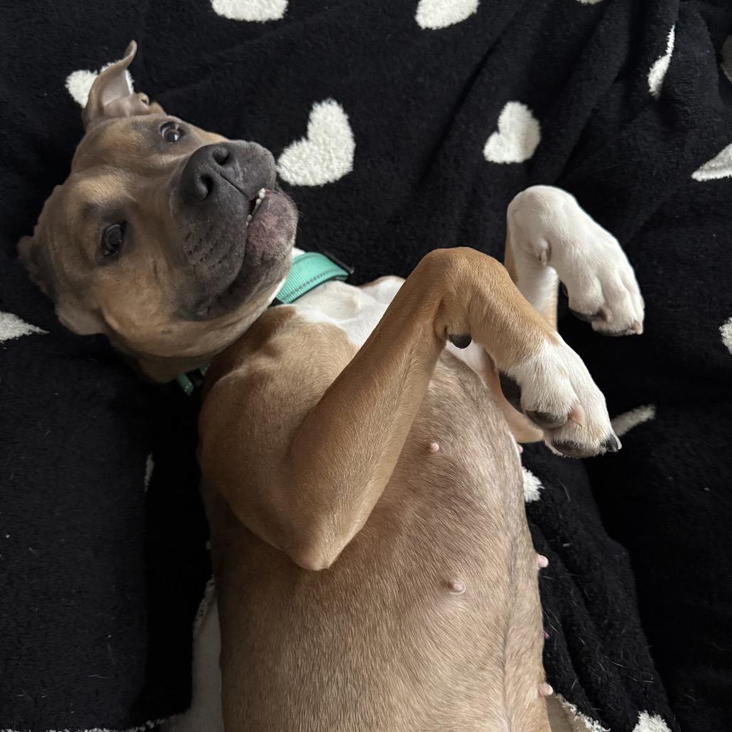 Brandy, a Adoptable Pit Bull Terrier in Rockville, MD image 5/5