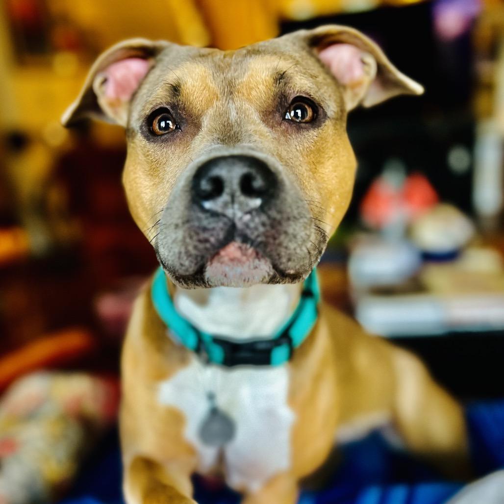 Enlarge Brandy, a Adoptable Pit Bull Terrier in Rockville, MD image 3/6