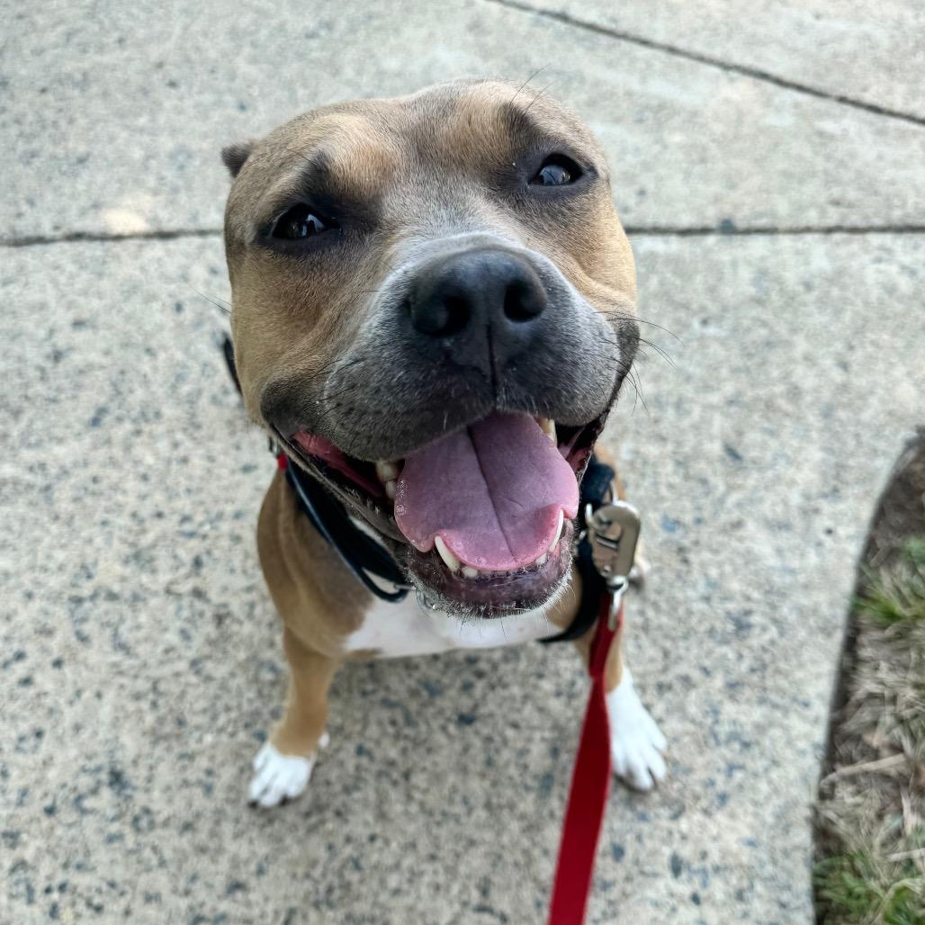 Enlarge Brandy, a Adoptable Pit Bull Terrier in Rockville, MD image 1/6