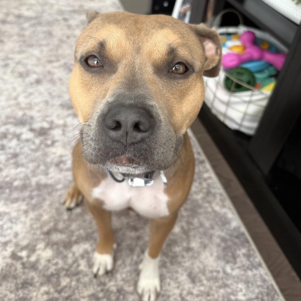 Brandy, a Adoptable Pit Bull Terrier in Rockville, MD image 1/5
