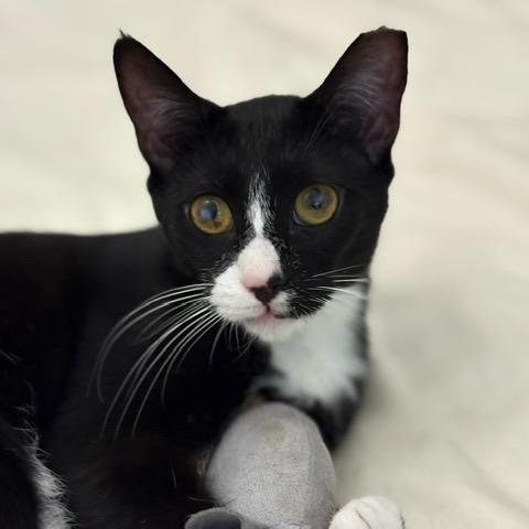 Willow, a Adoptable Domestic Short Hair in Leander, TX image 1/2