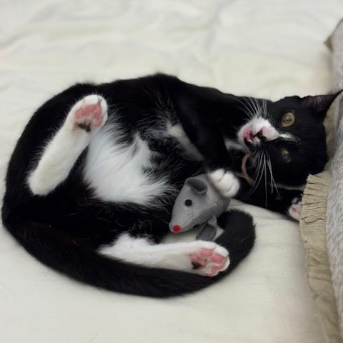 Willow, a Adoptable Domestic Short Hair in Leander, TX image 2/2