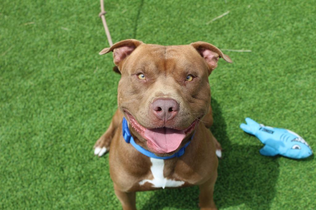 Ford, a ADOPTABLE Pit Bull Terrier in Chestertown, MD image 3/3