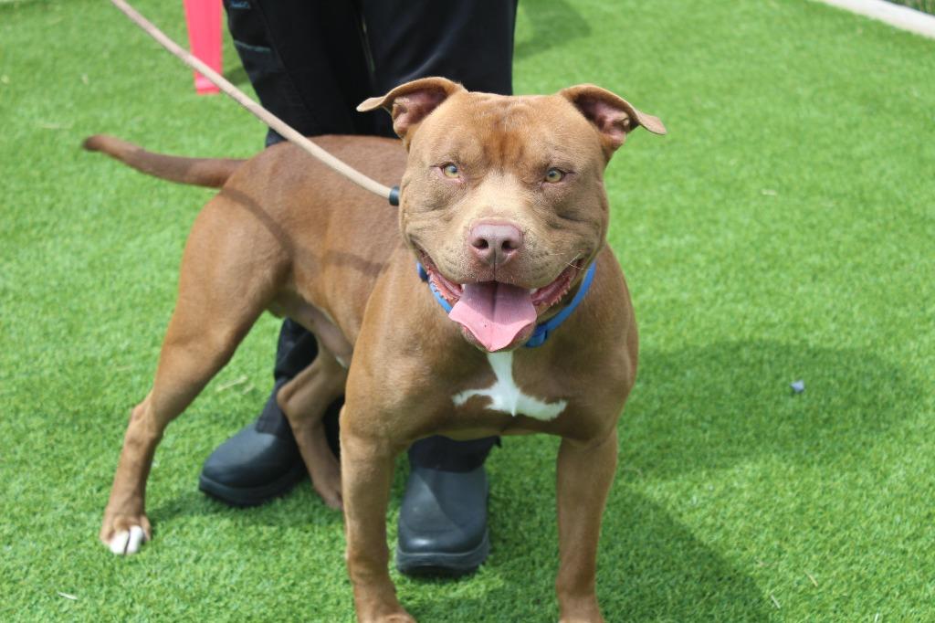 Ford, a ADOPTABLE Pit Bull Terrier in Chestertown, MD image 2/3