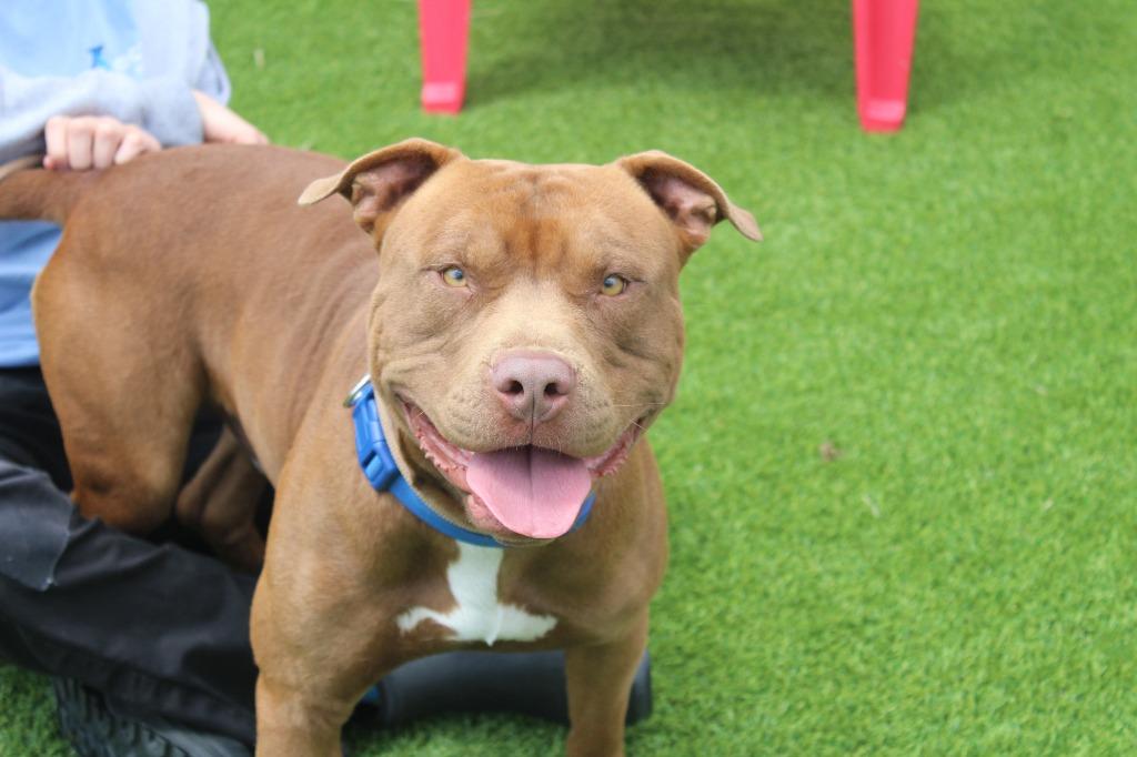 Ford, a ADOPTABLE Pit Bull Terrier in Chestertown, MD image 1/3