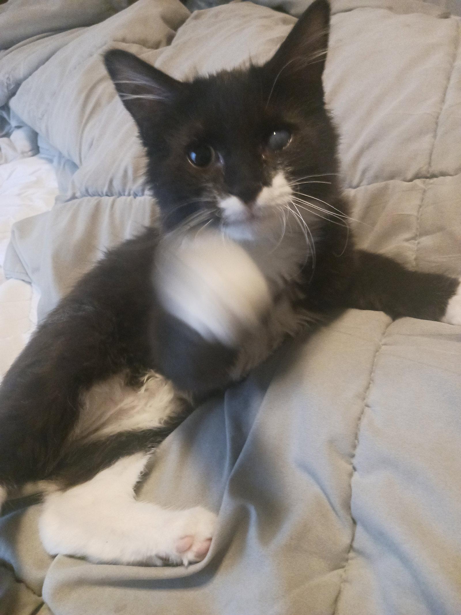 Puffin (2746), Adoptable, Kitten Male Domestic Medium Hair.