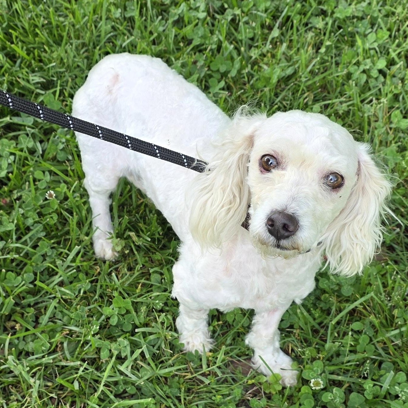 Maggie, adopted, Adult Female Mixed Breed.