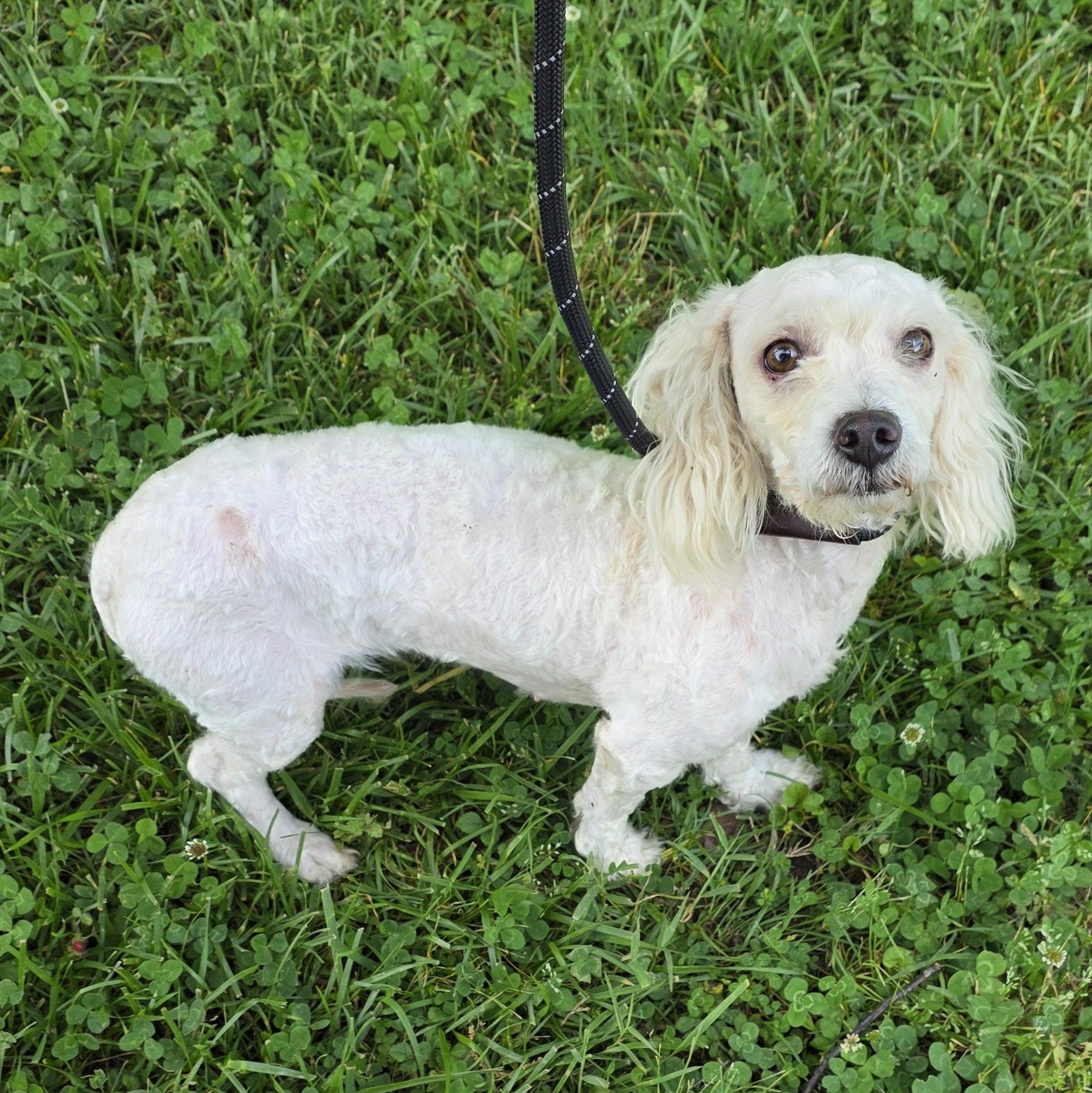 Enlarge Maggie, an adopted Mixed Breed in Greensboro, NC image 2/3