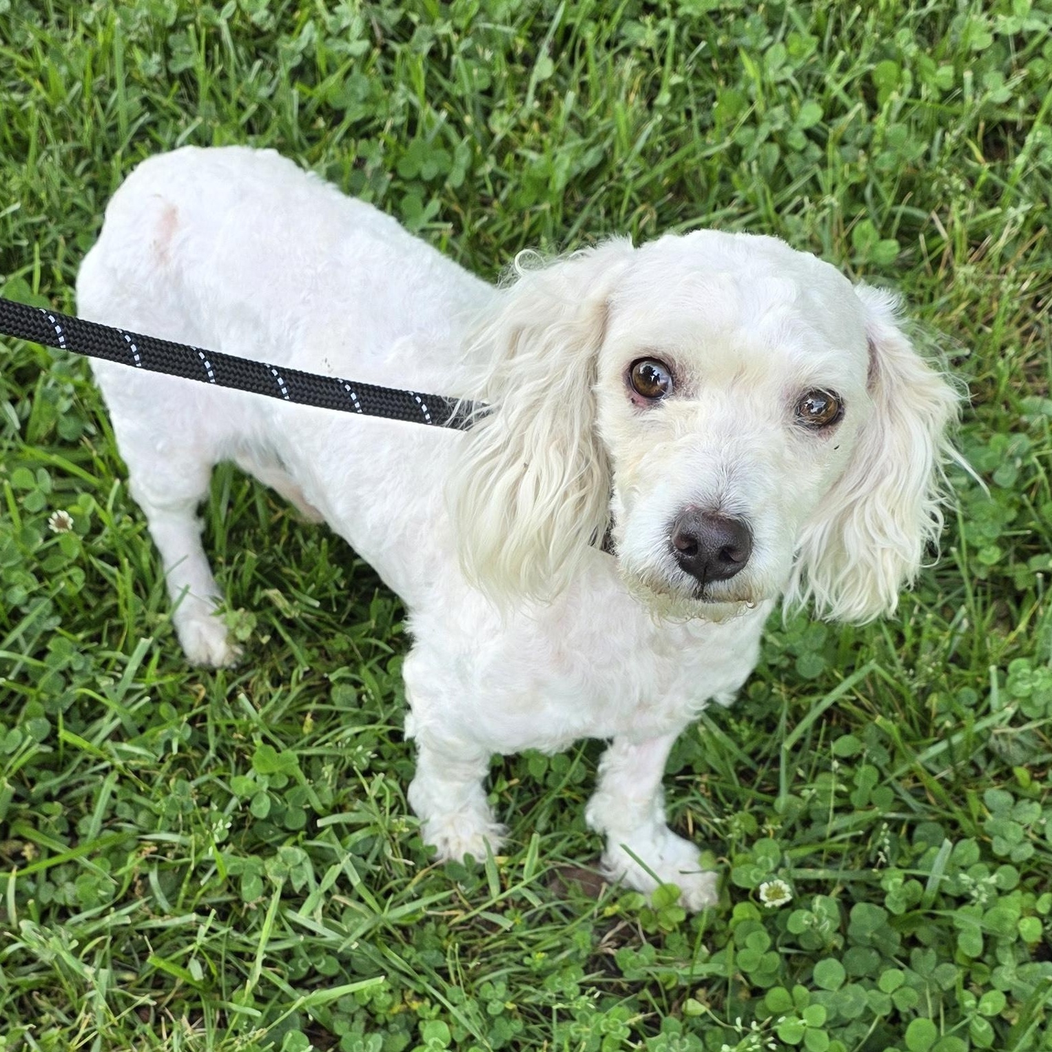 Enlarge Maggie, an adopted Mixed Breed in Greensboro, NC image 3/3