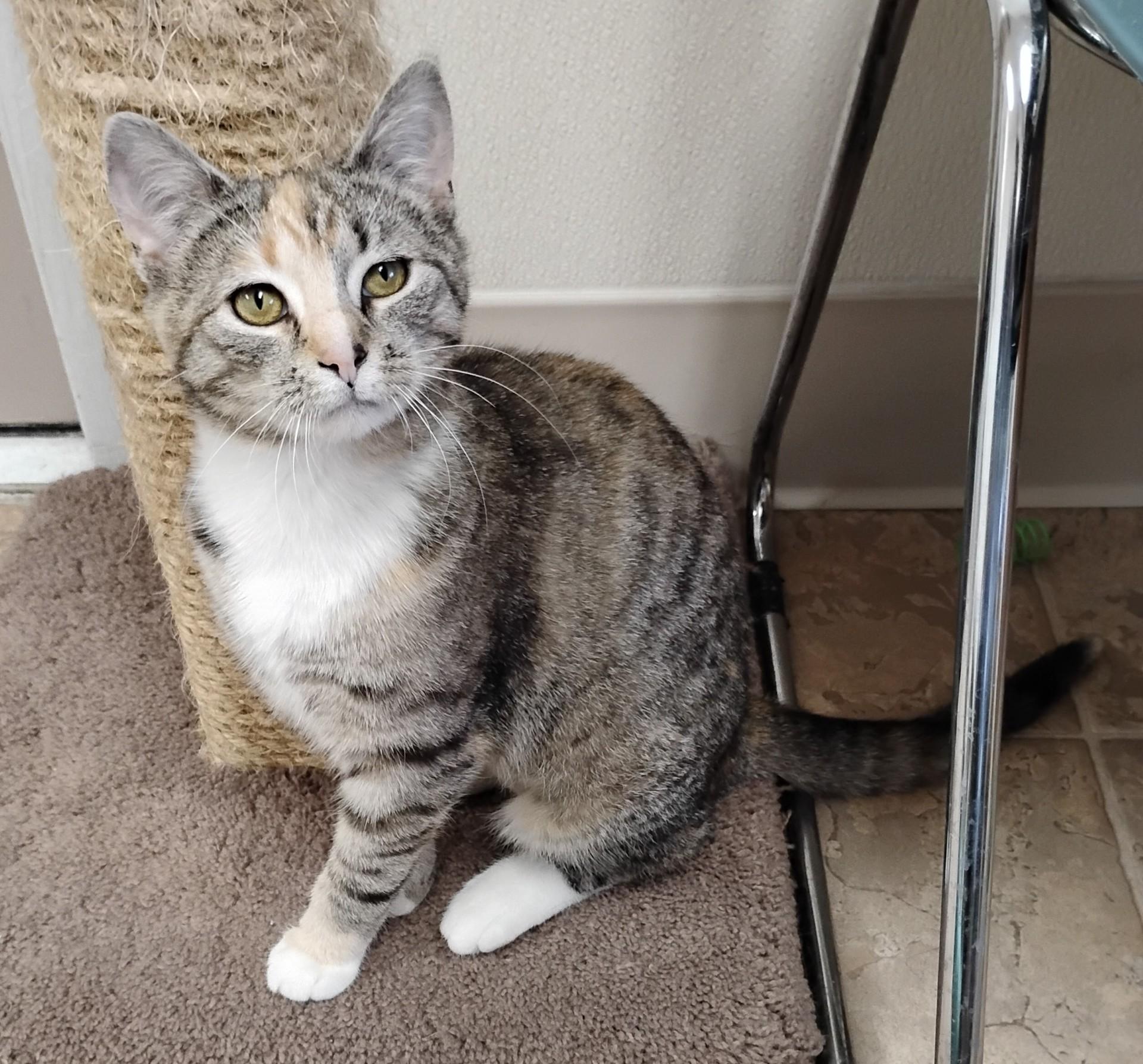 Cleo