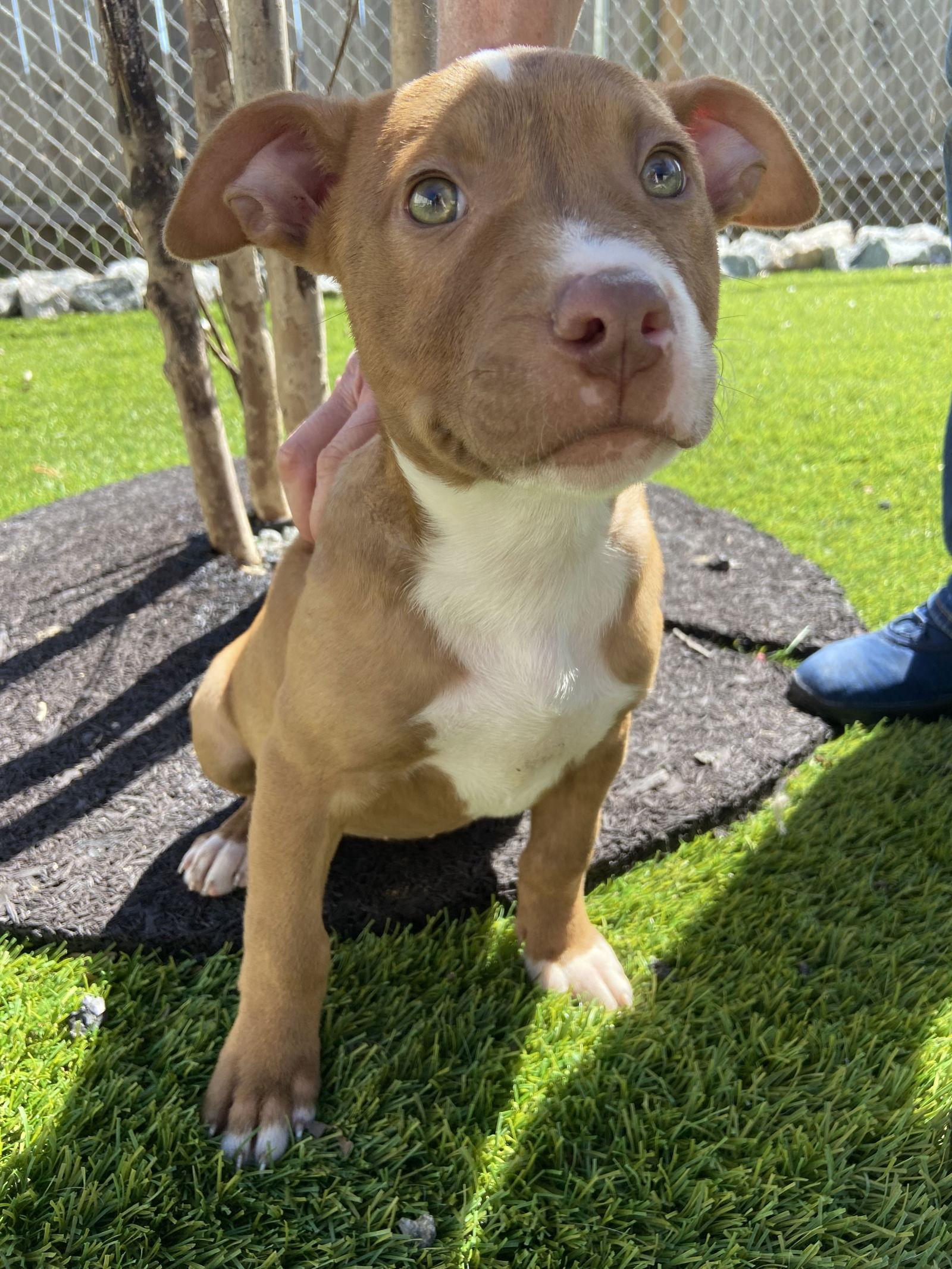 Enlarge Clay, a Adopted Pit Bull Terrier in Mooresville, NC image 1/3