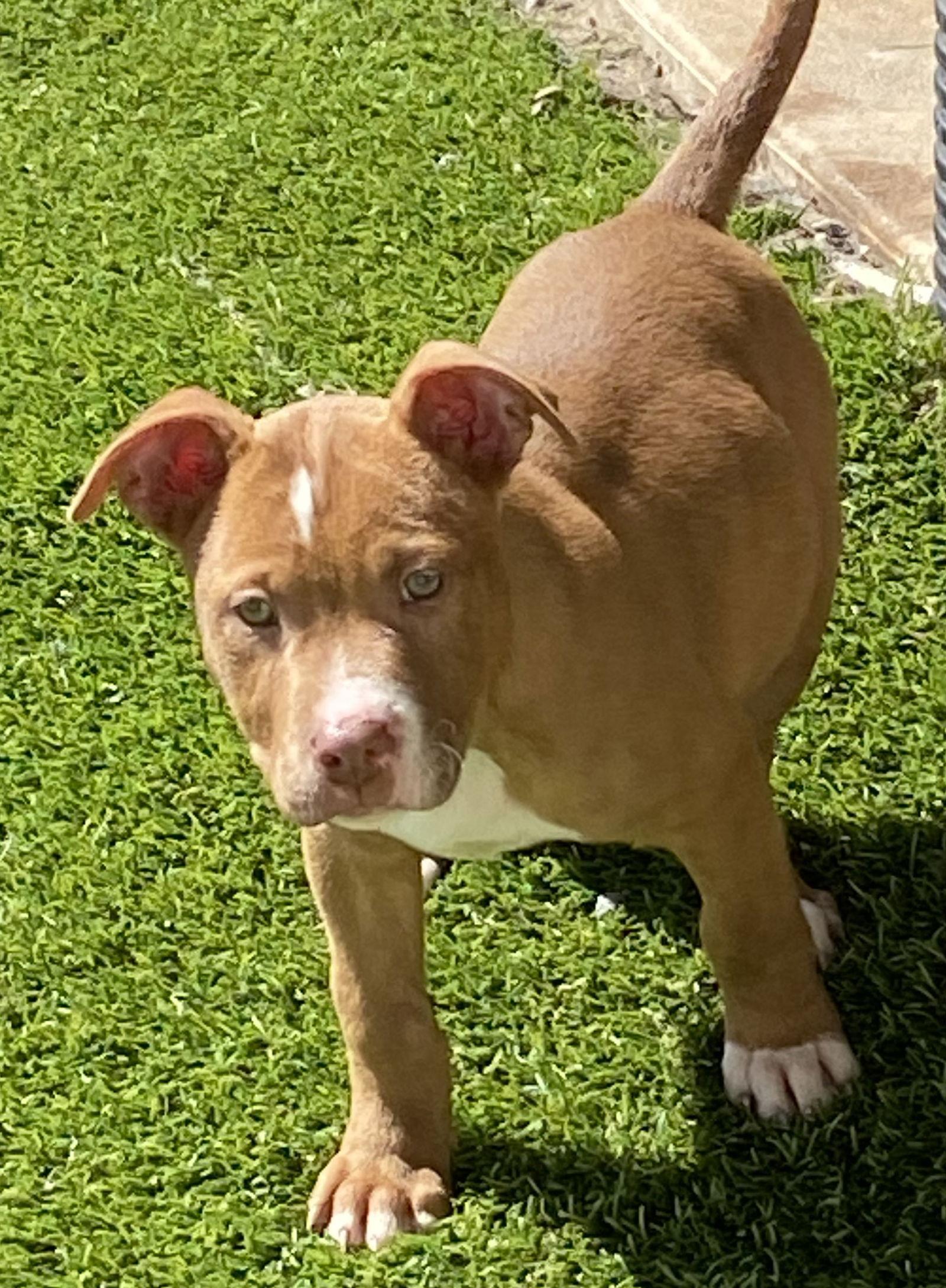 Enlarge Clay, a Adopted Pit Bull Terrier in Mooresville, NC image 2/3