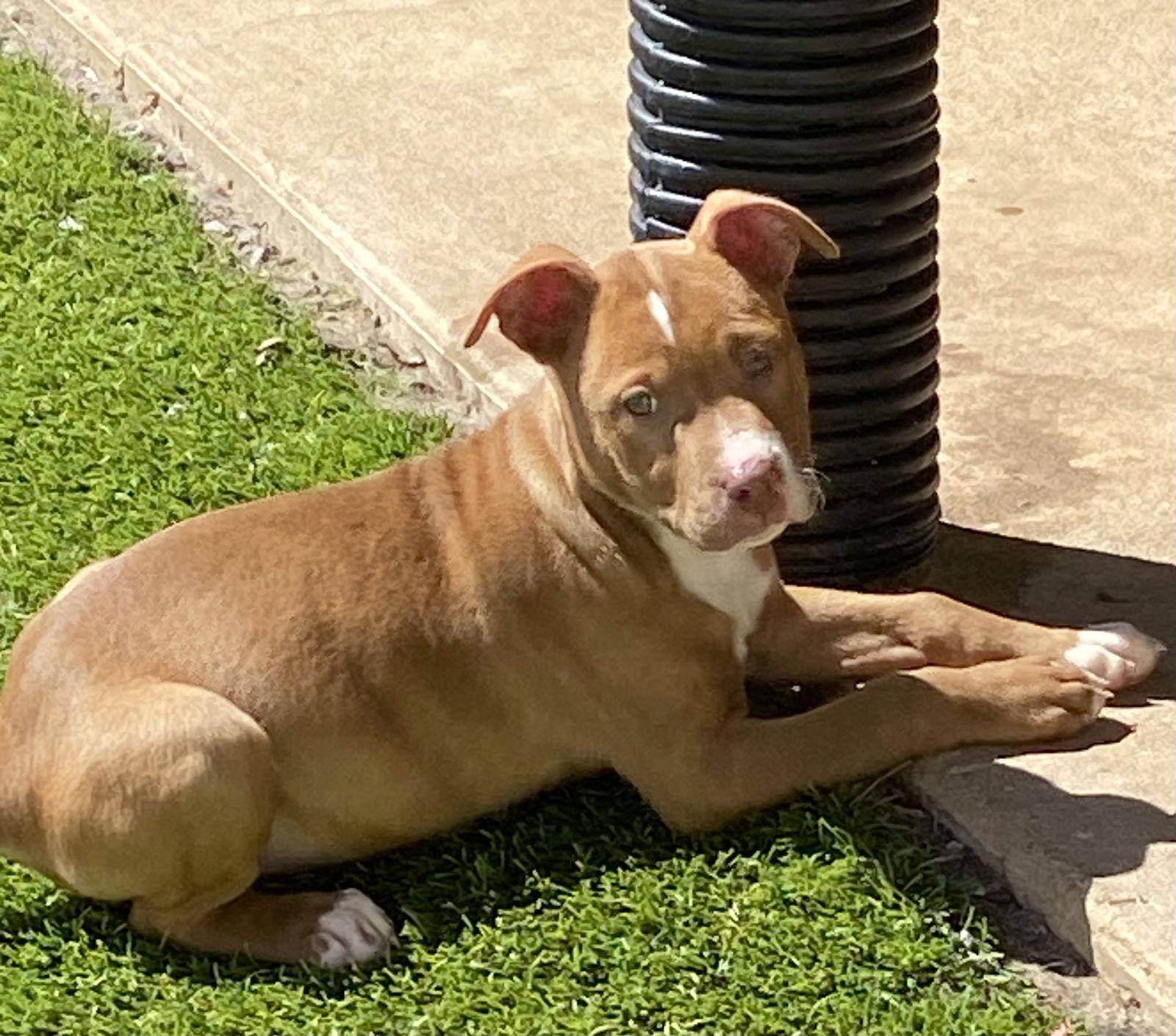 Enlarge Clay, a Adopted Pit Bull Terrier in Mooresville, NC image 3/3