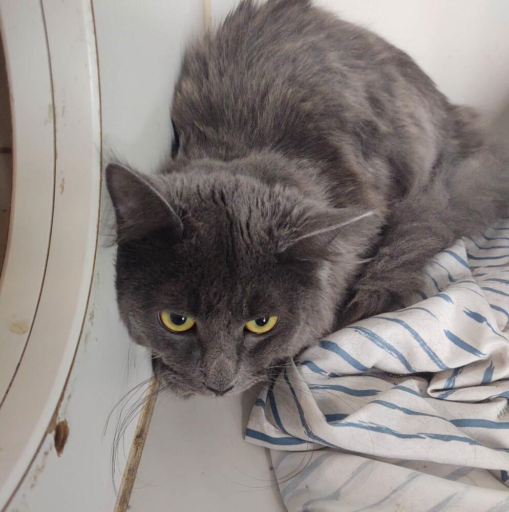 William, Adopted, Adult Male Domestic Long Hair.