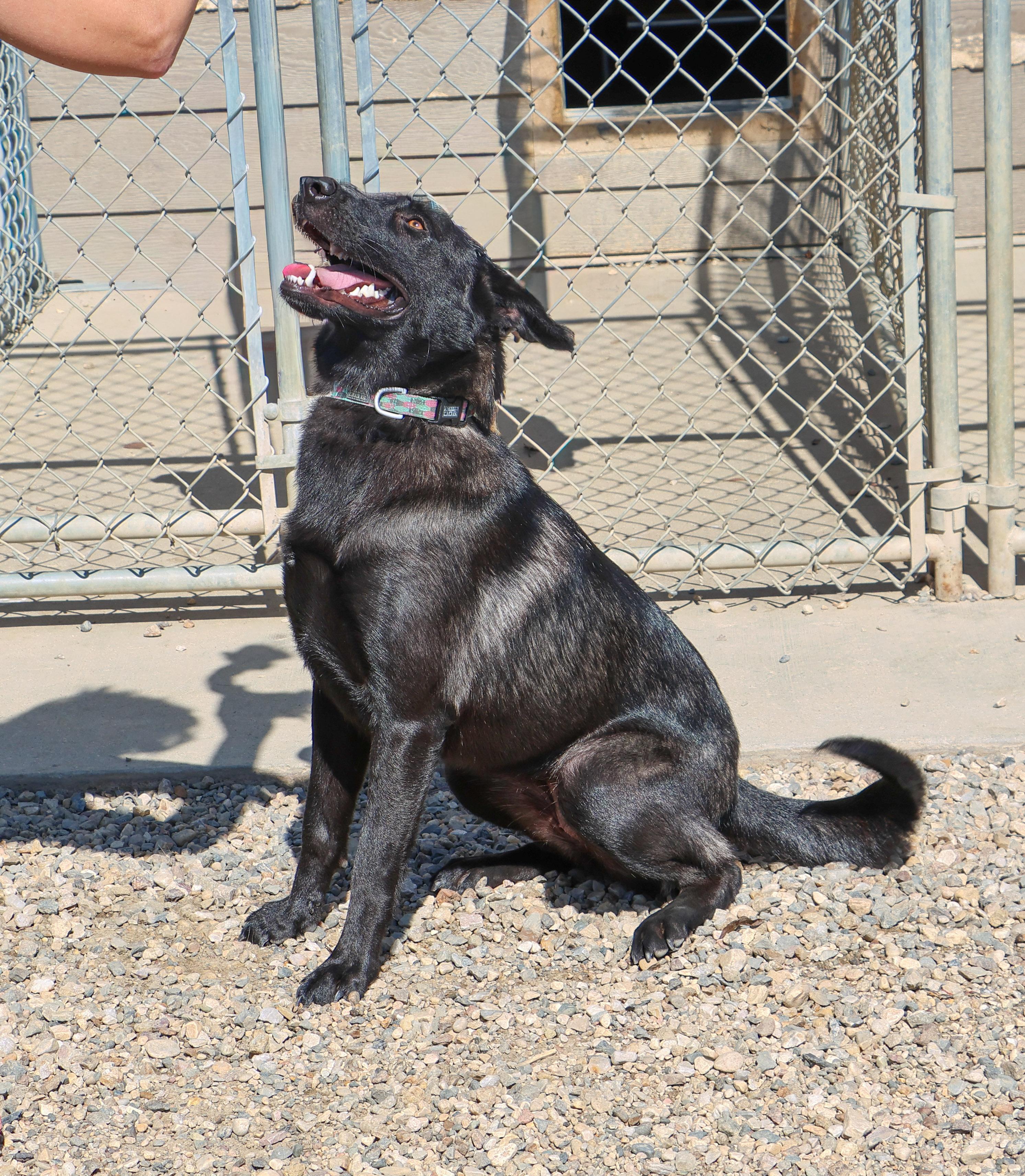 Raven, a Adoptable mixed breed in Pierre, SD image 2/5