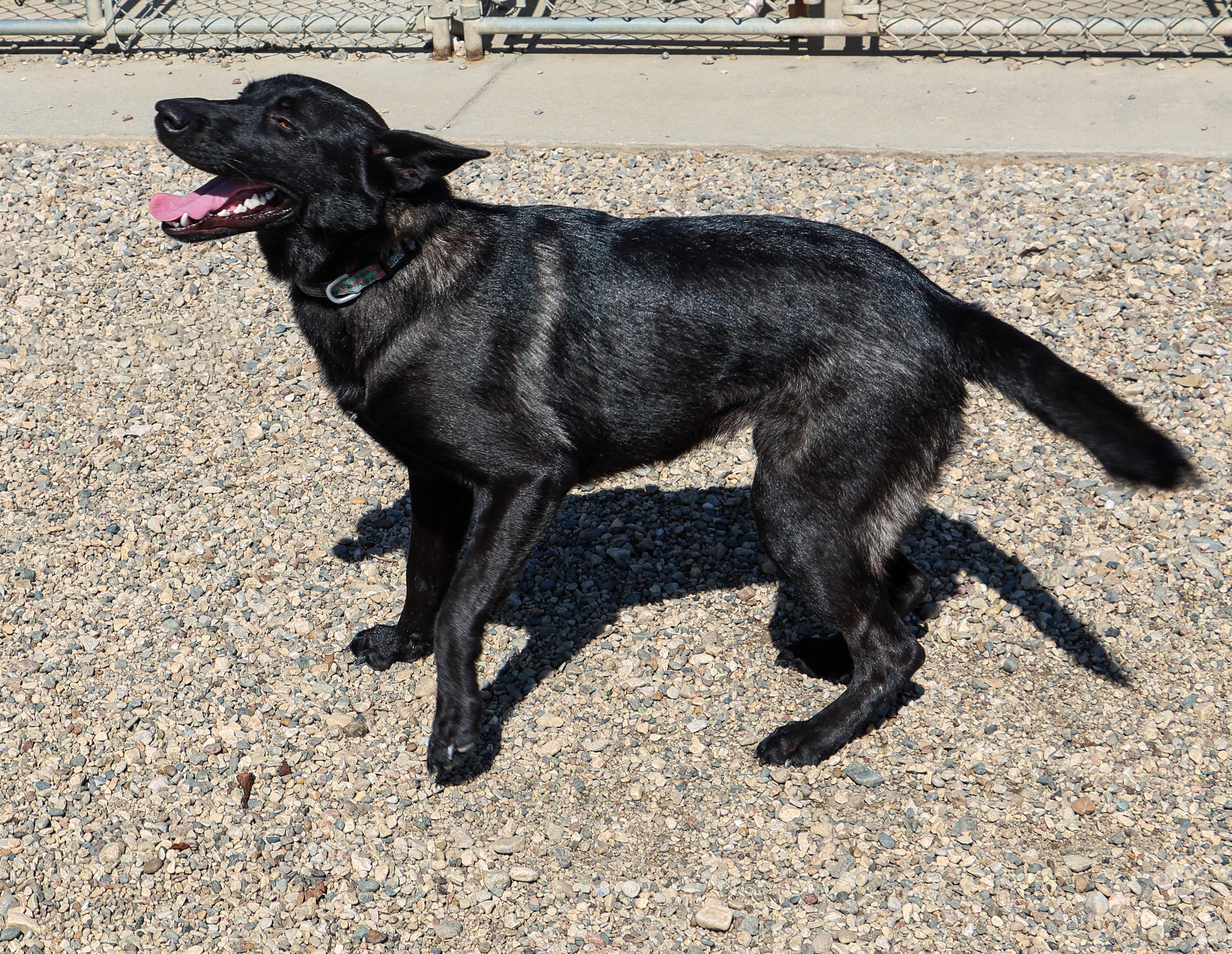 Raven, a Adoptable mixed breed in Pierre, SD image 3/5