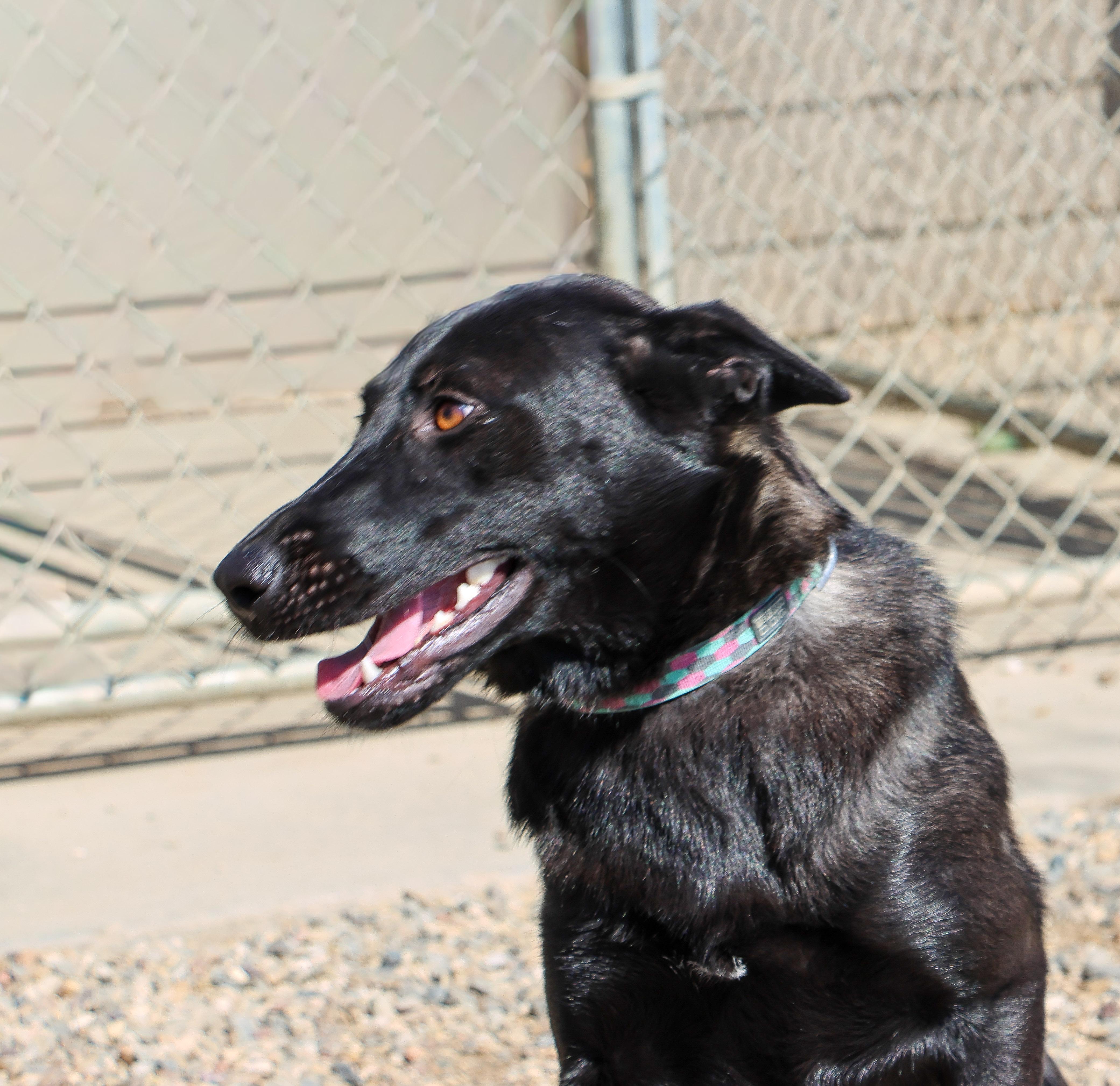 Raven, a Adoptable mixed breed in Pierre, SD image 4/5