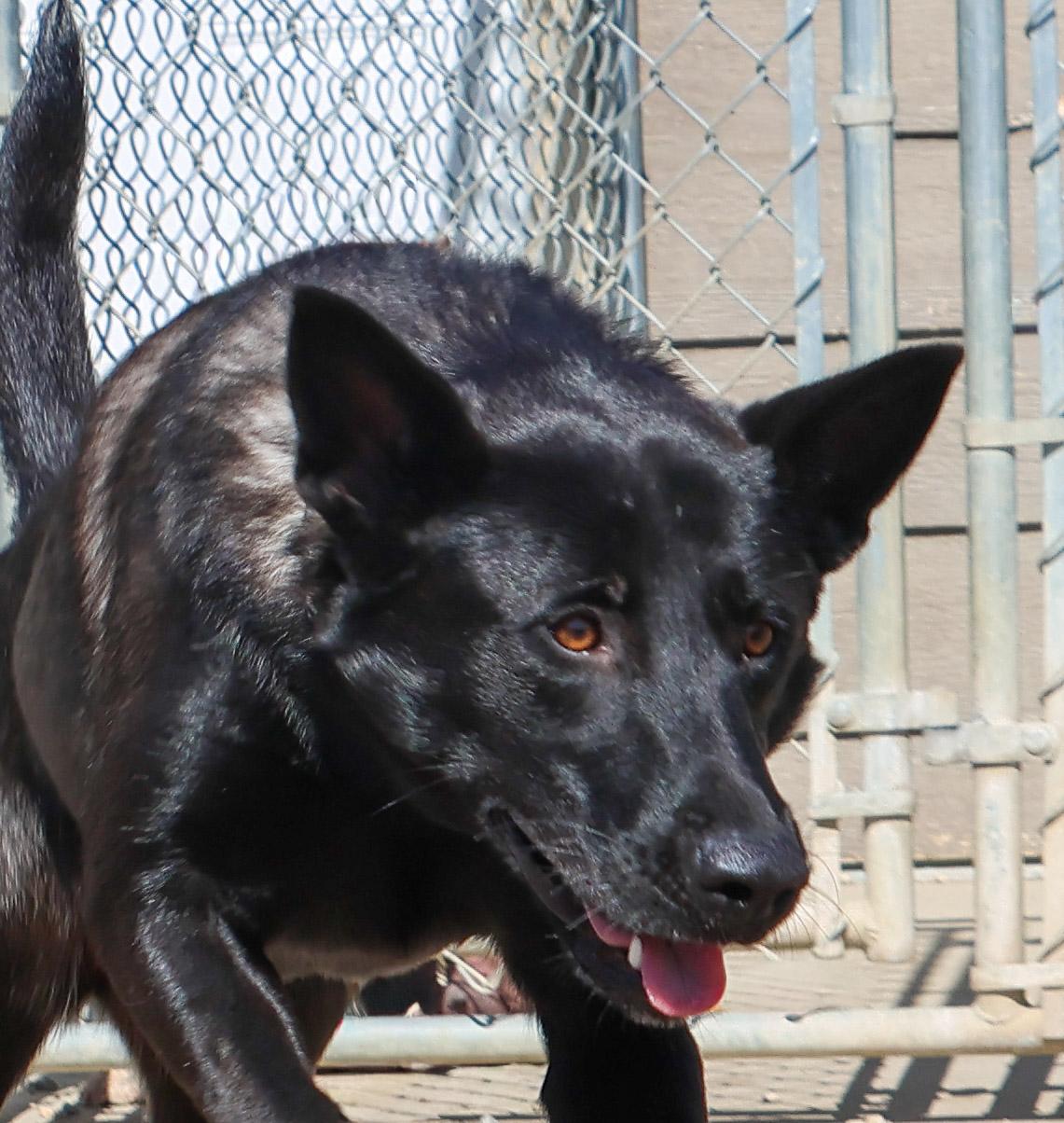 Raven, a Adoptable mixed breed in Pierre, SD image 5/5