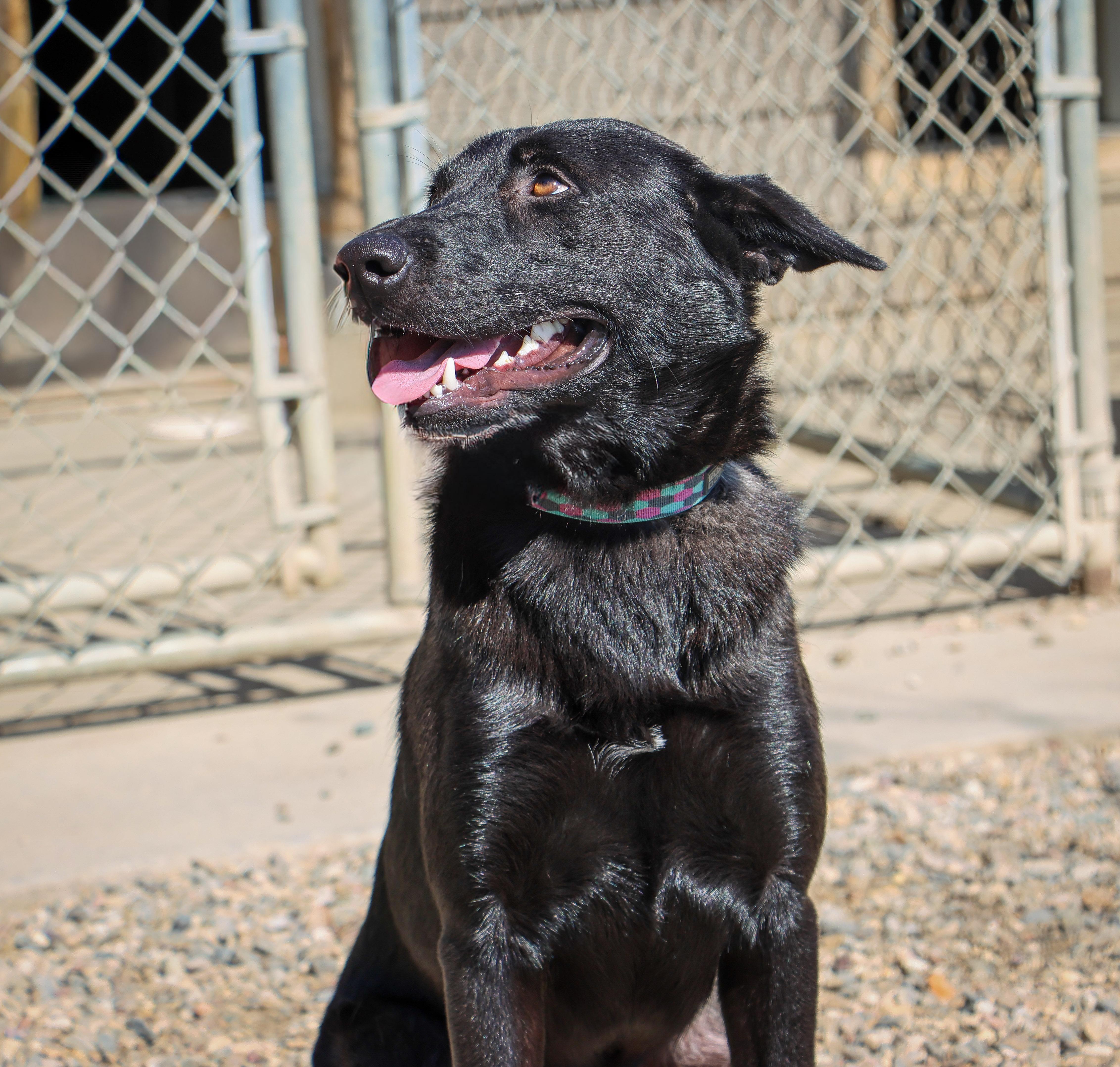 Raven, a Adoptable mixed breed in Pierre, SD image 1/5