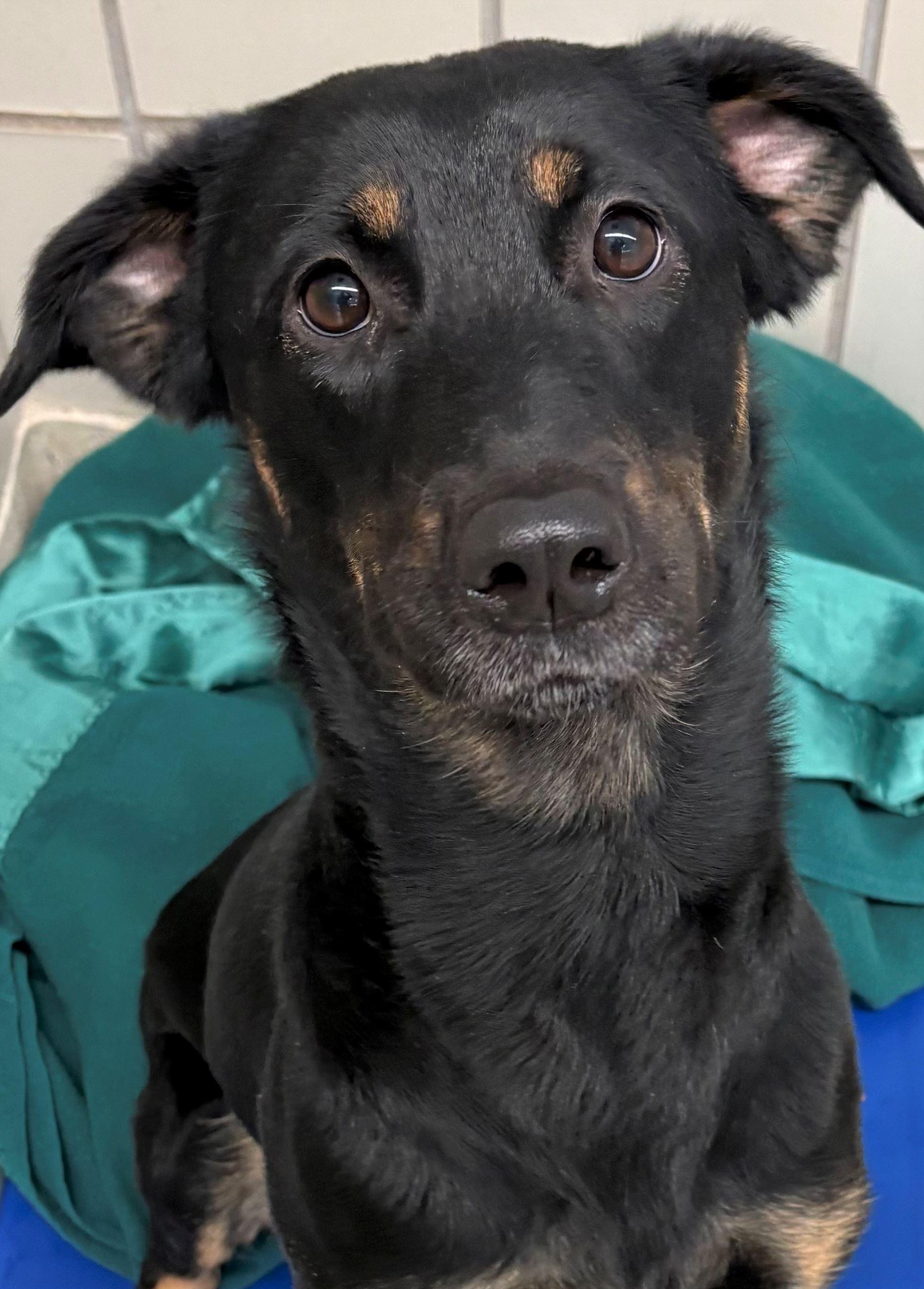 Scout, ADOPTABLE, Adult Female Labrador Retriever & German Shepherd Dog.