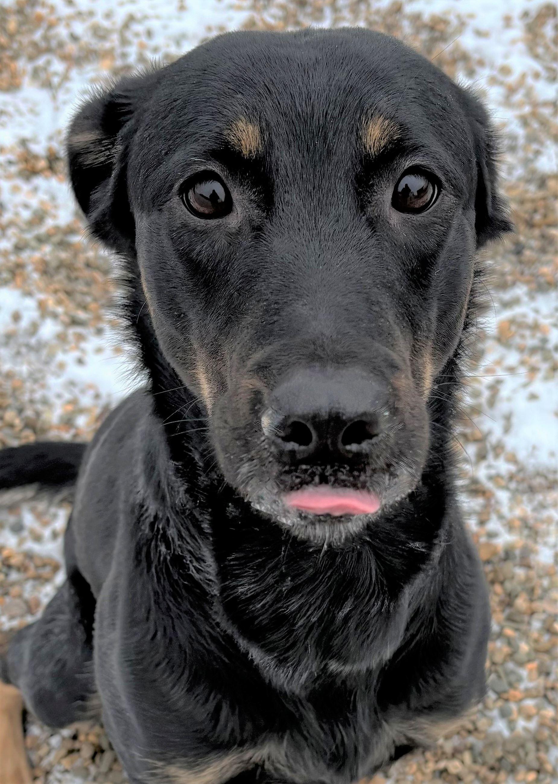 Enlarge Scout, a ADOPTABLE mixed breed in Iowa City, IA image 2/2