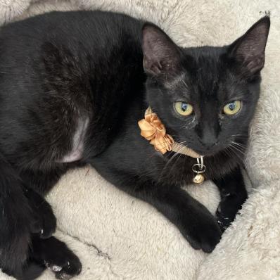 Purralita, Adoptable, Young Female Domestic Short Hair.