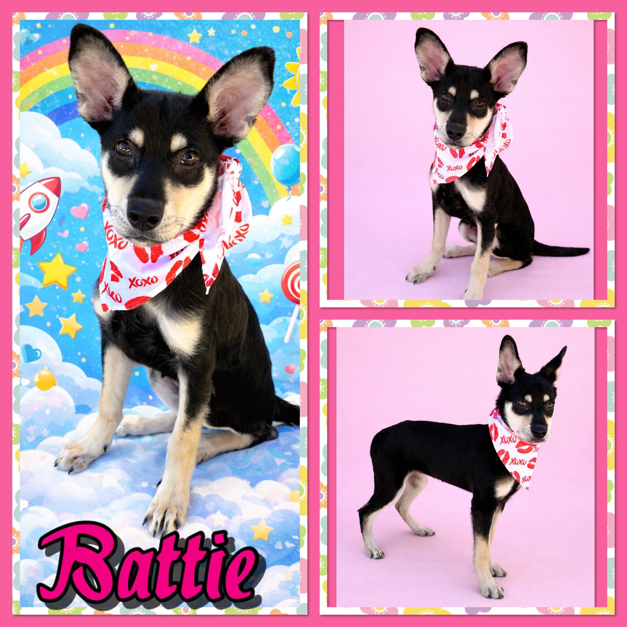 Battie, ADOPTABLE, Young Female Shepherd.