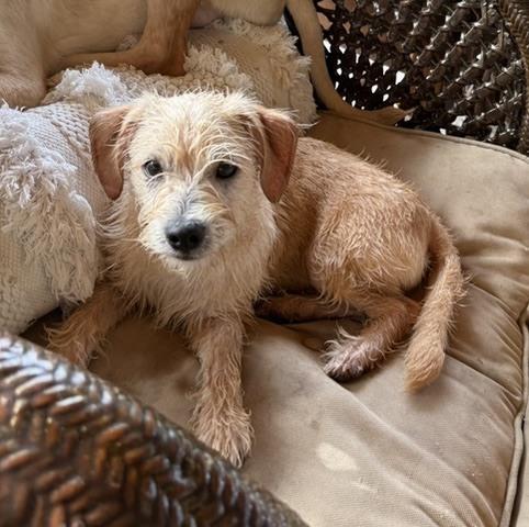 Cosentinoe / Henry, a Adoptable mixed breed in Broomfield, CO image 1/6