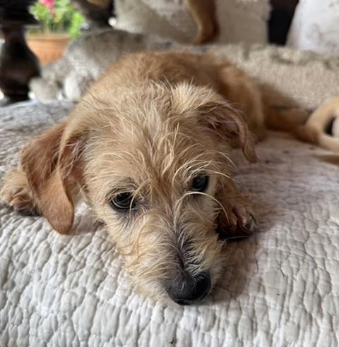 Cosentinoe / Henry, a Adoptable mixed breed in Broomfield, CO image 2/6