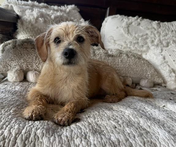Cosentinoe / Henry, a Adoptable mixed breed in Broomfield, CO image 4/6