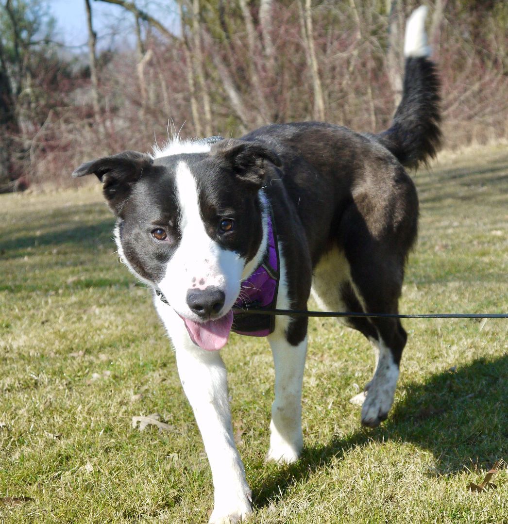Enlarge Blizzard, a Adoptable Border Collie in Concord, OH image 1/6
