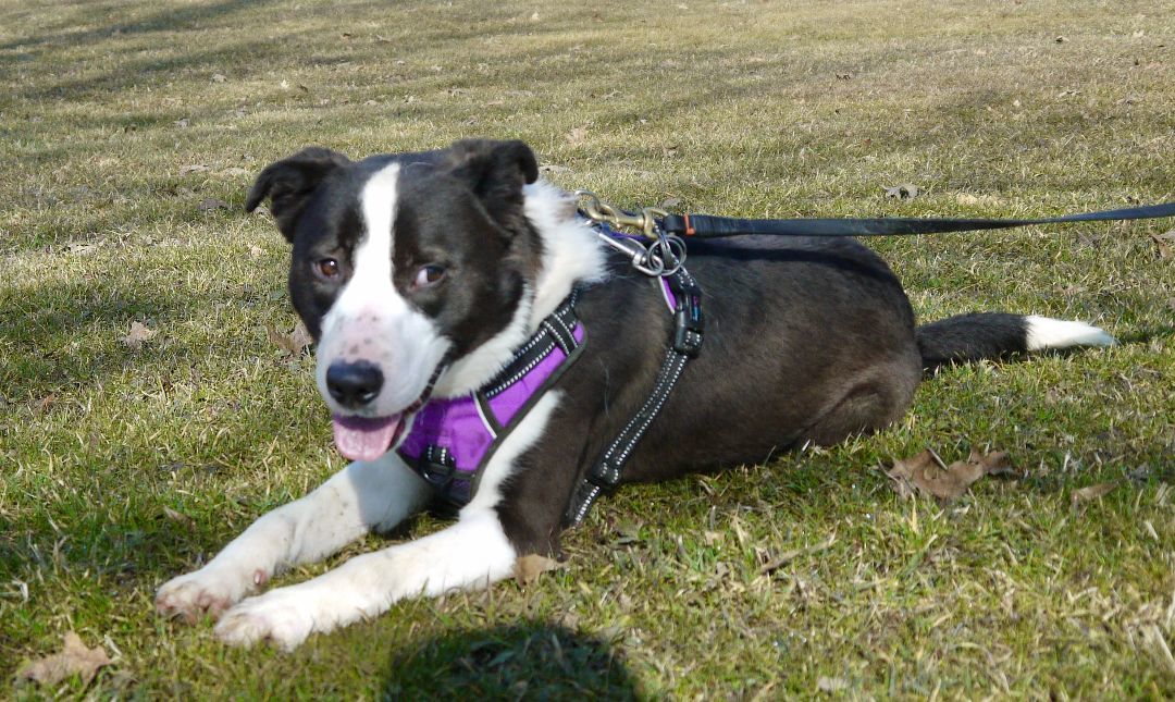 Enlarge Blizzard, a Adoptable Border Collie in Concord, OH image 2/6