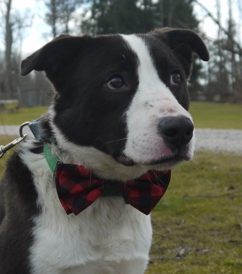 Enlarge Blizzard, a Adoptable Border Collie in Concord, OH image 3/6